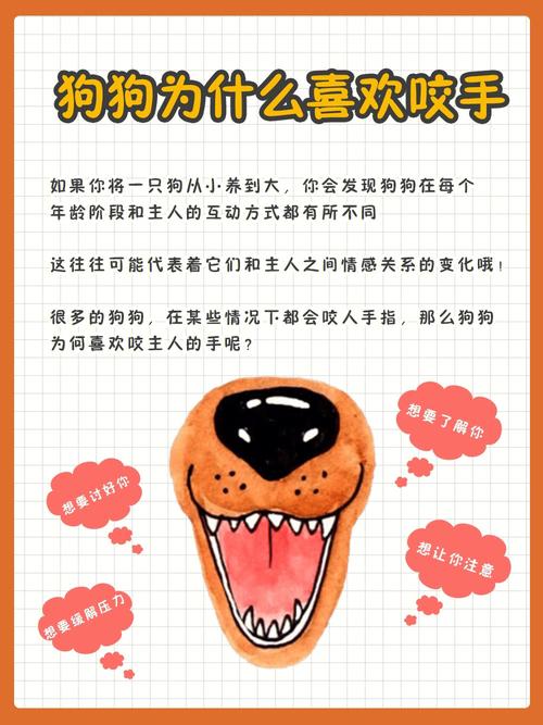 毛茸茸的寓意好的宠物名字喜欢到不行