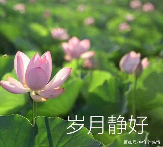 已婚女人梦到荷花是什么意思