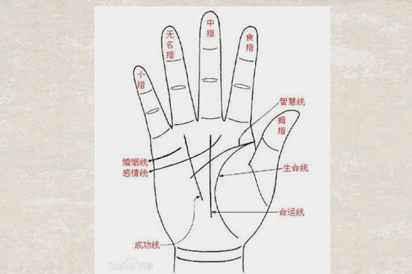 左手生命线短_分相分析
