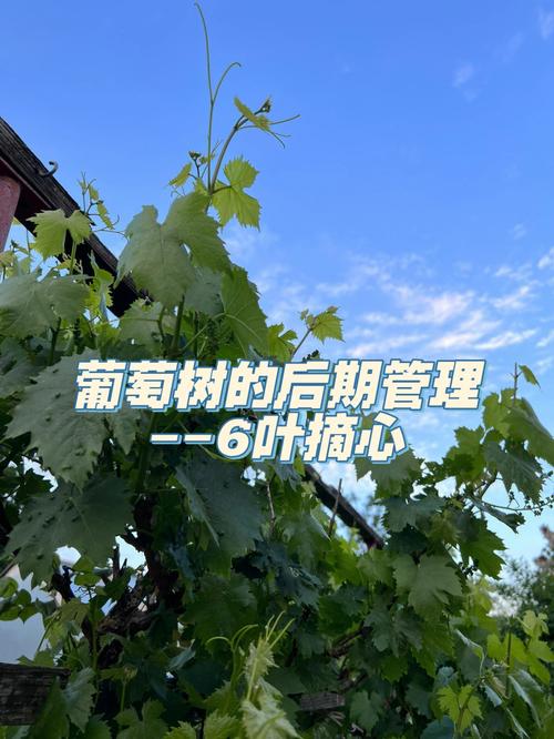 梦见葡萄树被摘