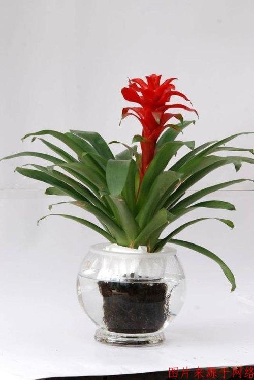 家里催财旺运养什么植物
