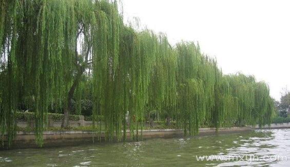 孕妇梦见柳树