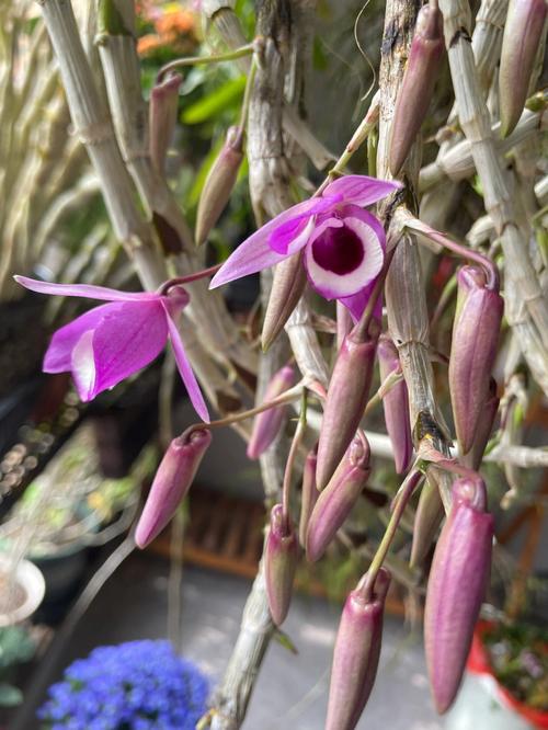 梦见石斛开花