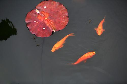 梦见鱼吃花
