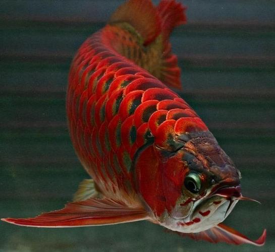 养风水鱼旺财风水