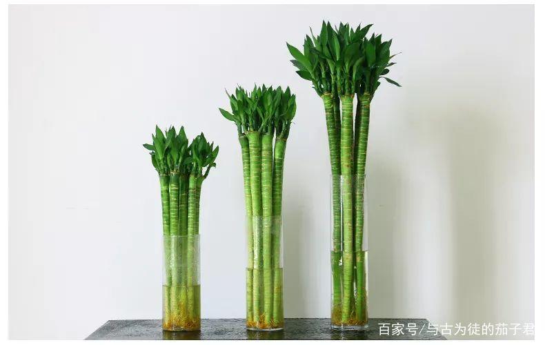 文昌位摆什么植物比较合适