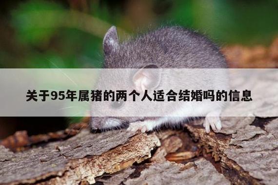 两个95属猪结婚好吗