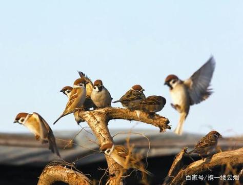 梦见一群不认识的鸟