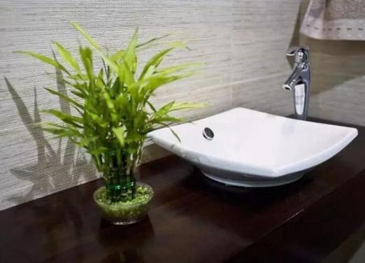 卫生间放什么小盆植物风水好