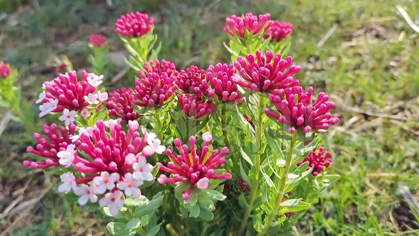 名字好听的毒草