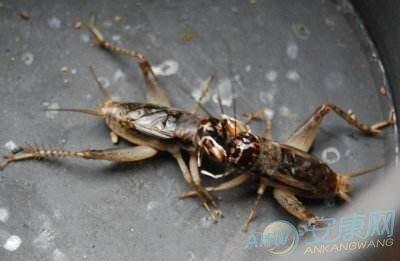 梦见斗蟋蟀是什么暗示