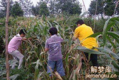 梦见自己的玉米被偷