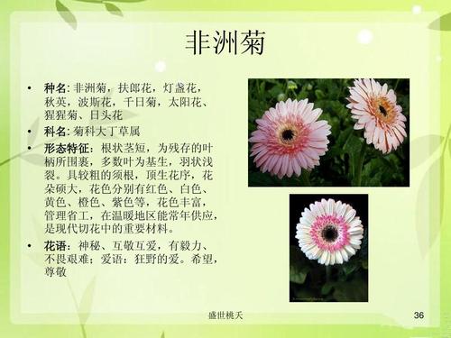 21种精选花材花语,你知我心否?