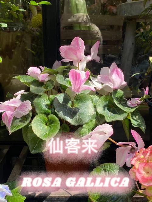仙客来花语:天真无邪、喜迎贵客、好客迎宾