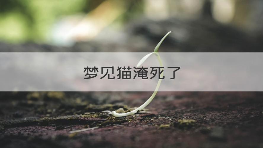 梦见猫掉水里淹死了