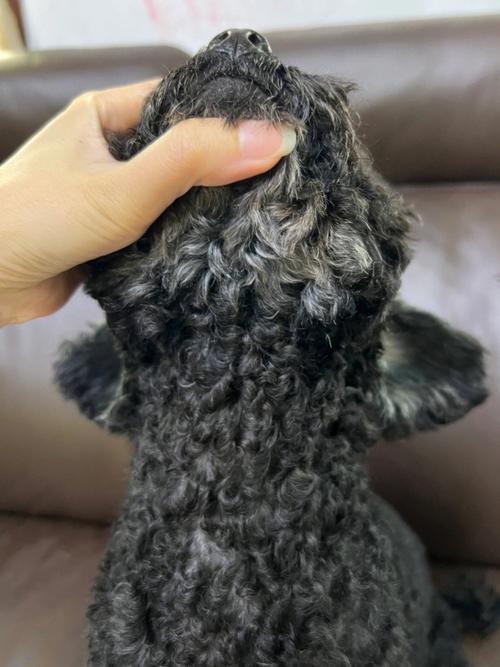 活泼的宠物狗起名字泰迪撒娇讨人爱