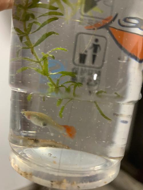 办公室养鱼风水禁忌,不是吓唬你!
