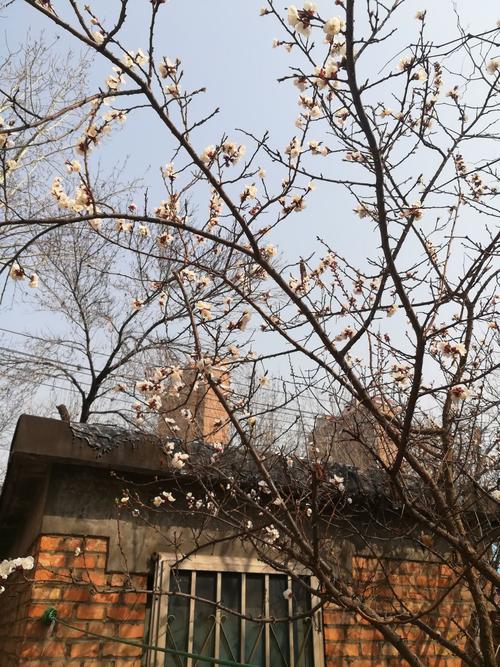 院里有杏树是吉是凶