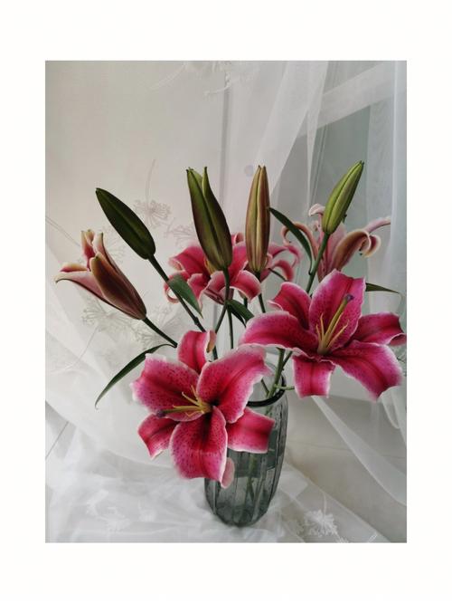 狐尾百合的花语及象征意义