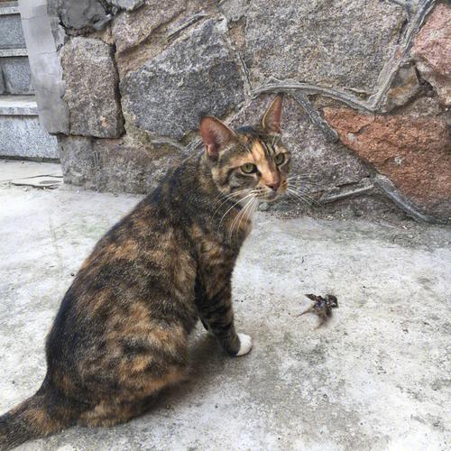梦见猫抓鸟 梦见猫抓鸟但是把鸟救了