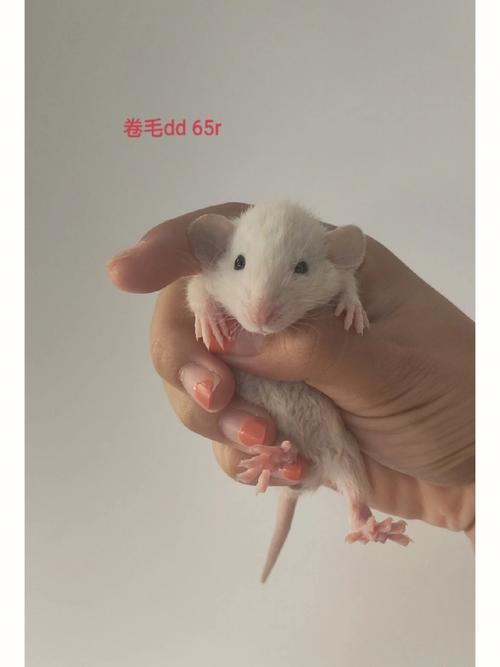 21年1月11号出生的鼠宝宝怎么样