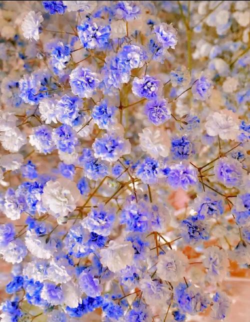 蓝色满天星的花语是什么?