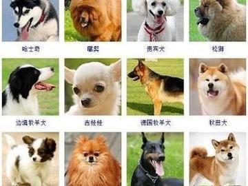 家养宠物狗取的名字便于日常叫唤