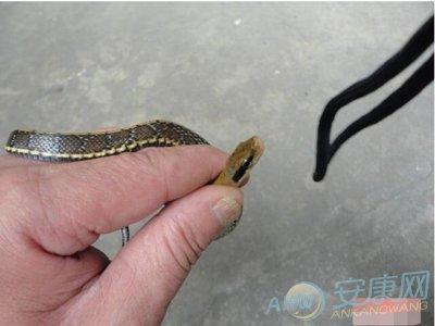 梦见被一条蛇在身上是什么意思