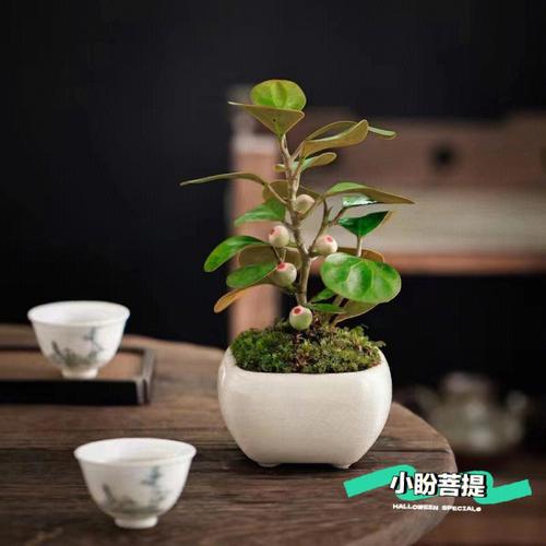 办公室盆栽摆放需要注意些什么?盆栽摆放的方位如何?