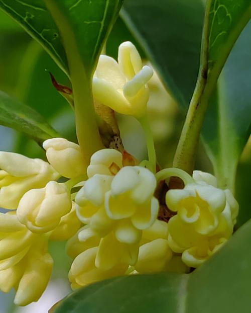 梦见桂花 月桂花