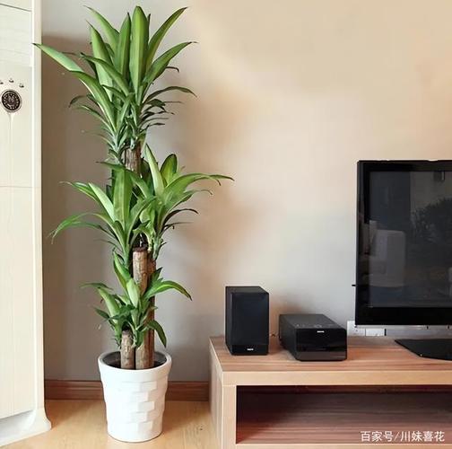 家中摆放什么植物最好