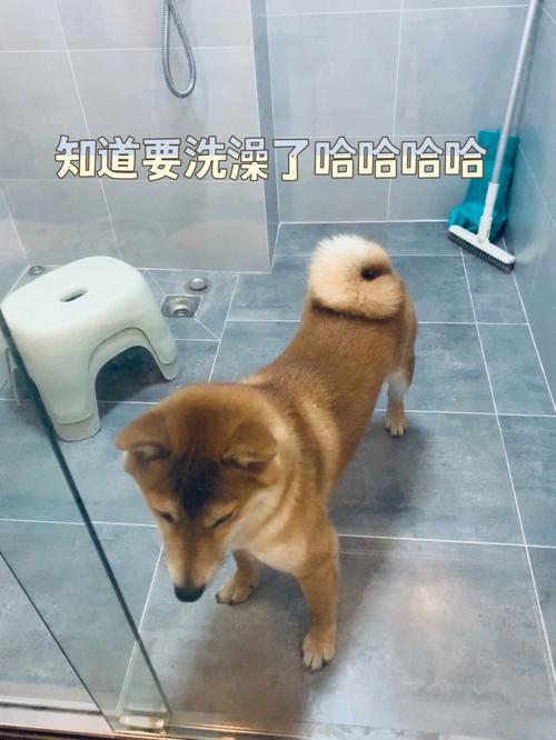 梦见给狗狗洗澡