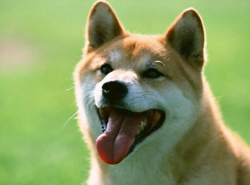 06年属狗的三大坎是什么