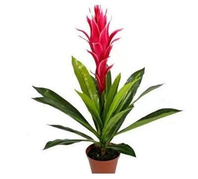 属牛财运花是什么植物2021
