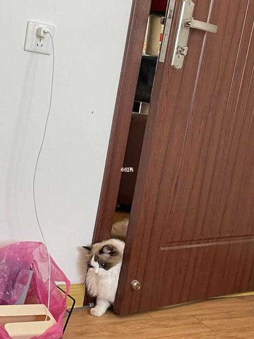 有猫进家门好不好