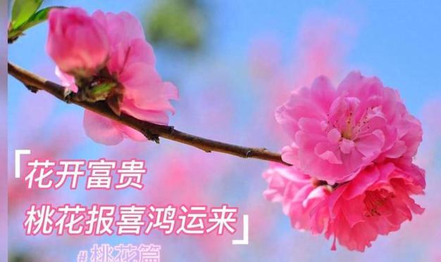 属鸡的人今年桃花运怎么样