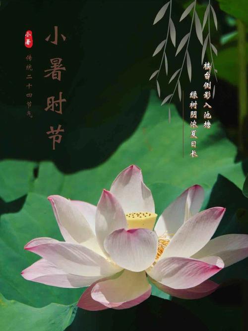 2008年小暑节气出生的人命运解析