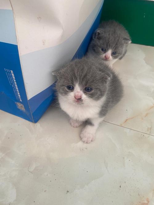 梦见小猫崽
