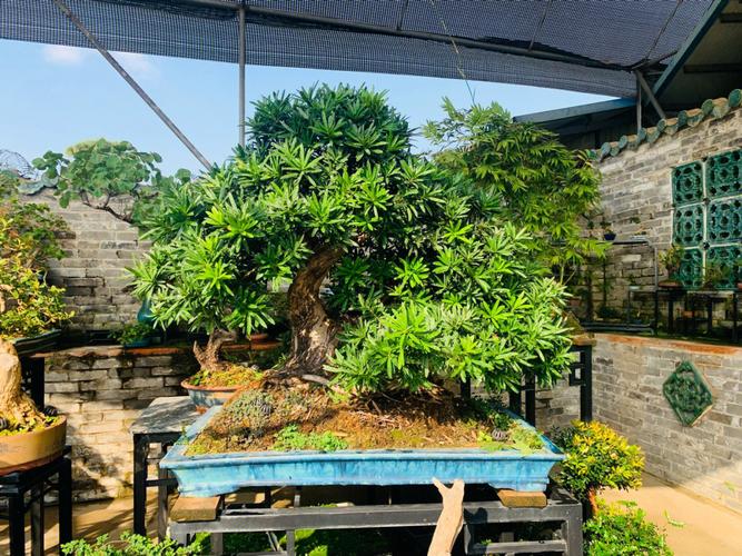 罗汉松种植的风水学问