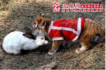 梦见老虎抓了兔子