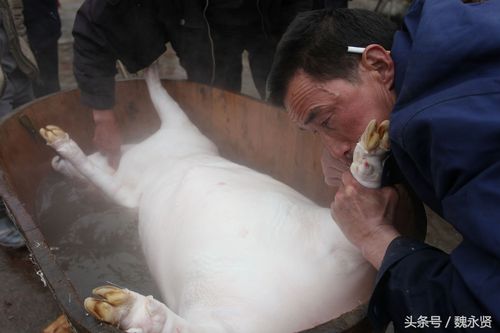 冬月猪吗 农历冬月的猪