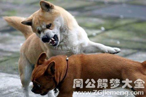 梦见斗狗