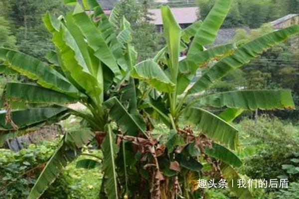 最容易招鬼的七种树