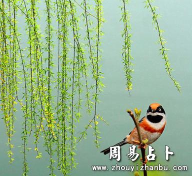 梦见柳树意味着什么
