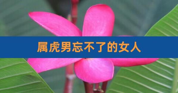 属虎男最珍惜哪种女人