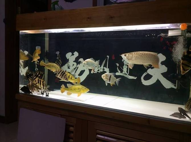 办公室风水鱼选几条什么颜色