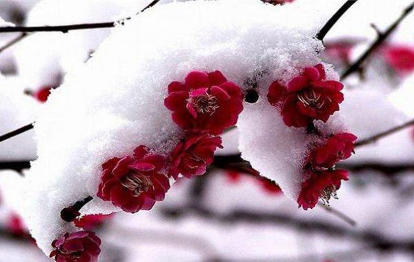 什么是梅花命