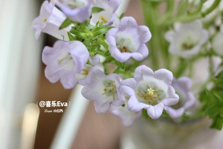 紫色风铃有什么含义