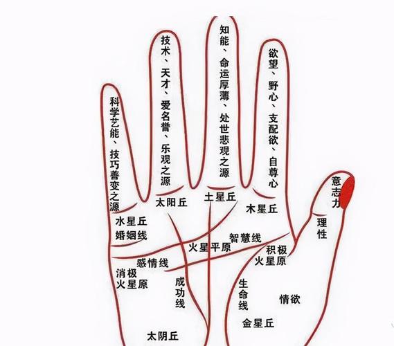 手指根部粗指尖细的手相