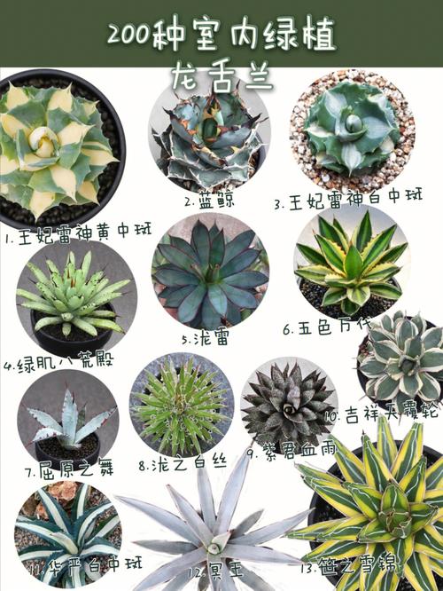 室内绿化必备,60种盆栽植物图片及名称大全